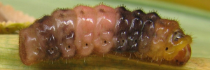 Larvae